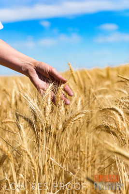 November 2014 / CROPS_CLOSE-UP_996