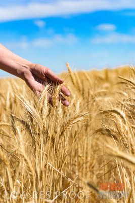 November 2014 / CROPS_CLOSE-UP_997