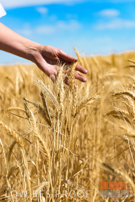 November 2014 / CROPS_CLOSE-UP_999