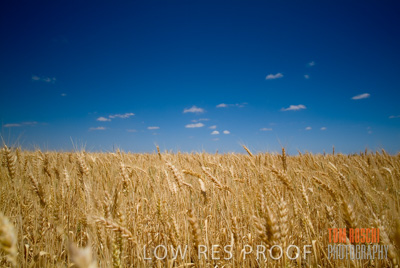 October 2006 / CROP_FIELDS_013