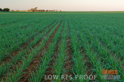 June 2007 / CROP_FIELDS_094