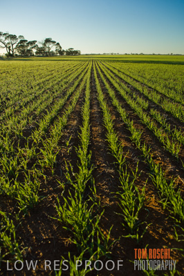 June 2007 / CROP_FIELDS_105