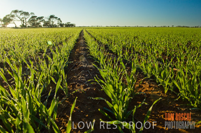June 2007 / CROP_FIELDS_106