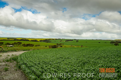 August 2015 / CROP_FIELDS_1069