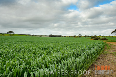 August 2015 / CROP_FIELDS_1073