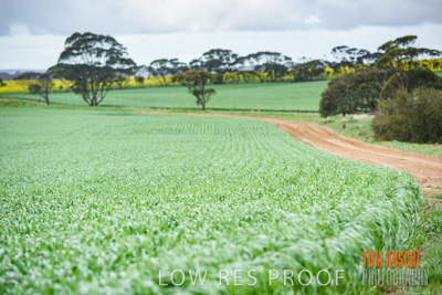 August 2015 / CROP_FIELDS_1076
