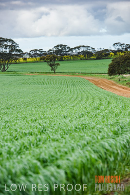 August 2015 / CROP_FIELDS_1077