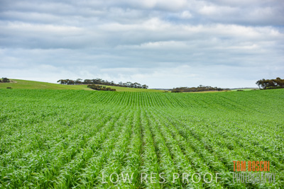 August 2015 / CROP_FIELDS_1078