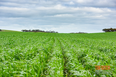 August 2015 / CROP_FIELDS_1079