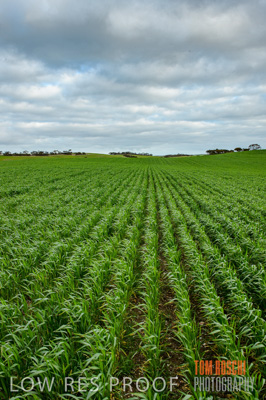 August 2015 / CROP_FIELDS_1082
