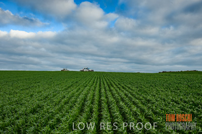 August 2015 / CROP_FIELDS_1083