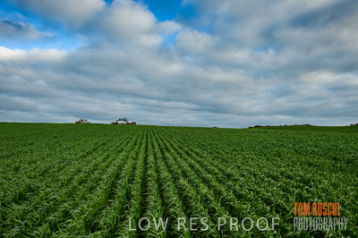 August 2015 / CROP_FIELDS_1084