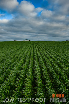 August 2015 / CROP_FIELDS_1085