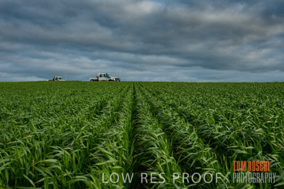 August 2015 / CROP_FIELDS_1088