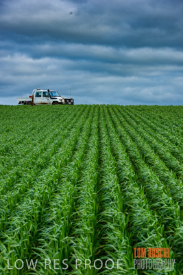 August 2015 / CROP_FIELDS_1089