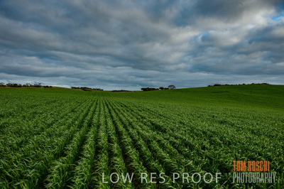August 2015 / CROP_FIELDS_1092