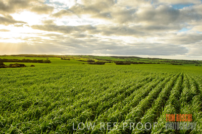 August 2015 / CROP_FIELDS_1097