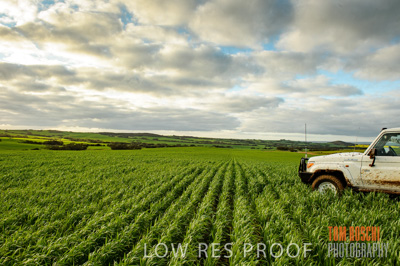 August 2015 / CROP_FIELDS_1099