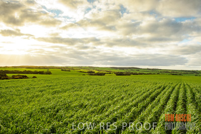 August 2015 / CROP_FIELDS_1100