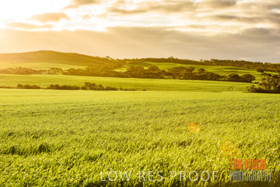 August 2015 / CROP_FIELDS_1117