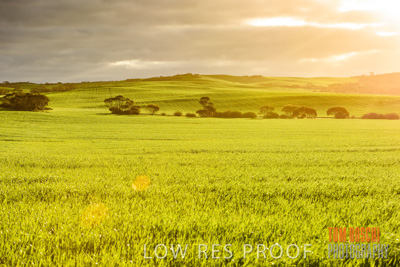 August 2015 / CROP_FIELDS_1118