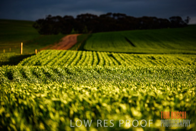 August 2015 / CROP_FIELDS_1122