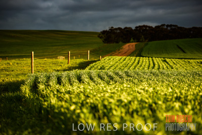 August 2015 / CROP_FIELDS_1123