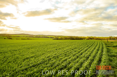 August 2015 / CROP_FIELDS_1125