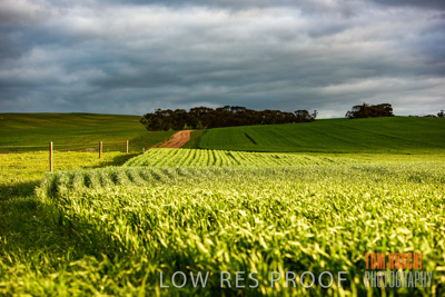 August 2015 / CROP_FIELDS_1126
