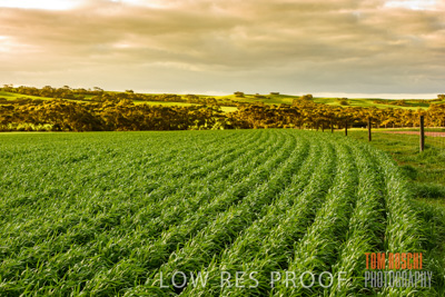 August 2015 / CROP_FIELDS_1127