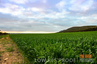 August 2015 / CROP_FIELDS_1131