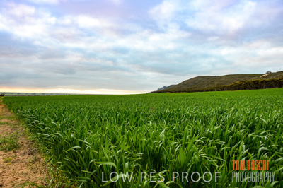 August 2015 / CROP_FIELDS_1132