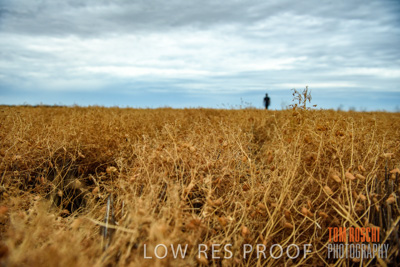 December 2016 / CROP_FIELDS_1156