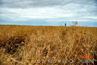 December 2016 / CROP_FIELDS_1159