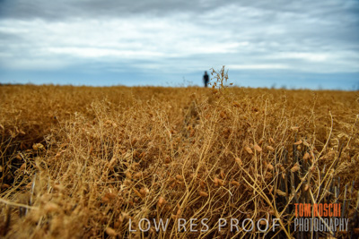 December 2016 / CROP_FIELDS_1160
