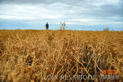 December 2016 / CROP_FIELDS_1161