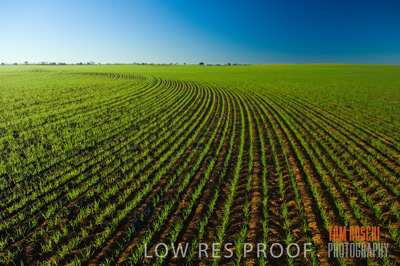 June 2007 / CROP_FIELDS_119