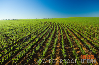 June 2007 / CROP_FIELDS_120