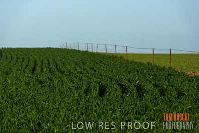 August 2017 / CROP_FIELDS_1294