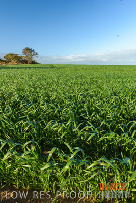 August 2017 / CROP_FIELDS_1296