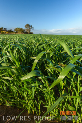 August 2017 / CROP_FIELDS_1299