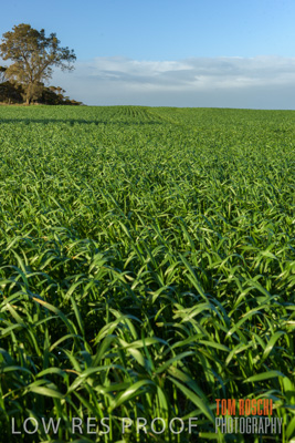 August 2017 / CROP_FIELDS_1302