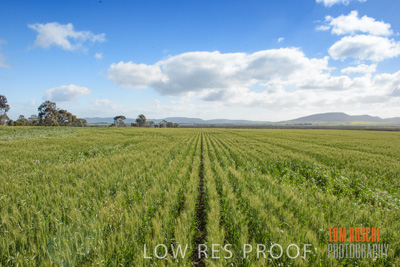 August 2017 / CROP_FIELDS_1322