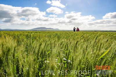 August 2017 / CROP_FIELDS_1325