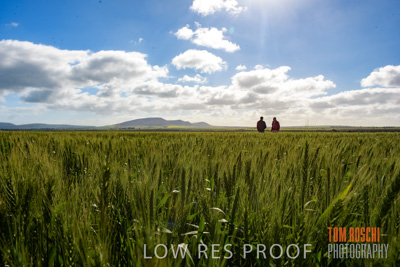 August 2017 / CROP_FIELDS_1326
