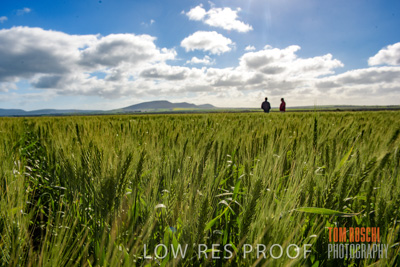 August 2017 / CROP_FIELDS_1327