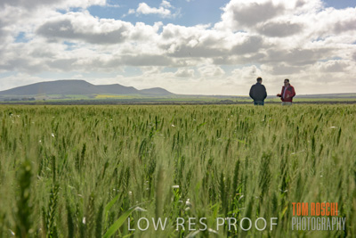 August 2017 / CROP_FIELDS_1328