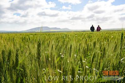 August 2017 / CROP_FIELDS_1329