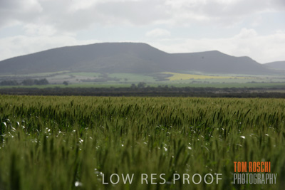 August 2017 / CROP_FIELDS_1330