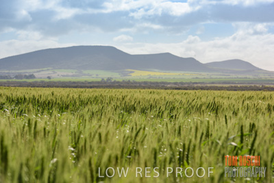 August 2017 / CROP_FIELDS_1331